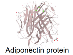 the structural representation of adiponectin protein