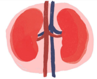 a drawing of the kidneys