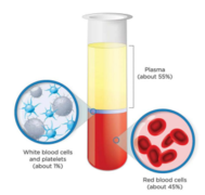 an example of blood plasma in a vial, showing the red and white blood cells that are present in the layers beneath