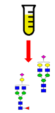 a glycoprotein sample in a vial showing an arrow pointing to the different glycans that can be recovered from it