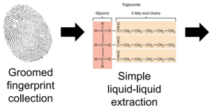 a picture of a fingerprint (groomed) and an arrow pointing to the resulting lipid (triglyceride) line structure that is produced after the liquid-liquid extraction step