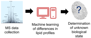 an example of the MS data acquired from the fingerprint sample, with an arrow pointing to the computer which indicates machine learning of differences in lipid profiles, and another arrow pointing to a fingerprint with a question mark, which indicates the determination of an unknown biological state